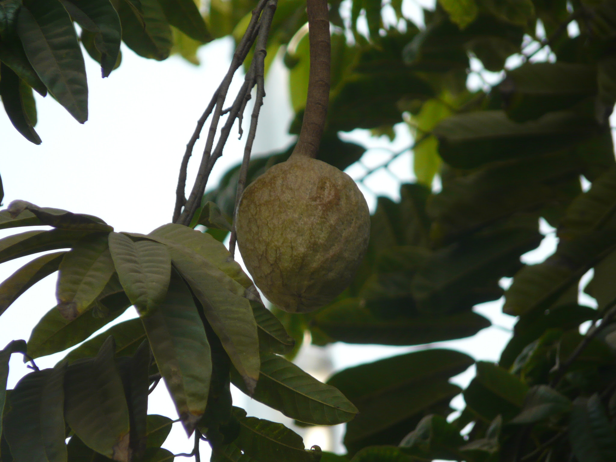 Annona reticulata L.