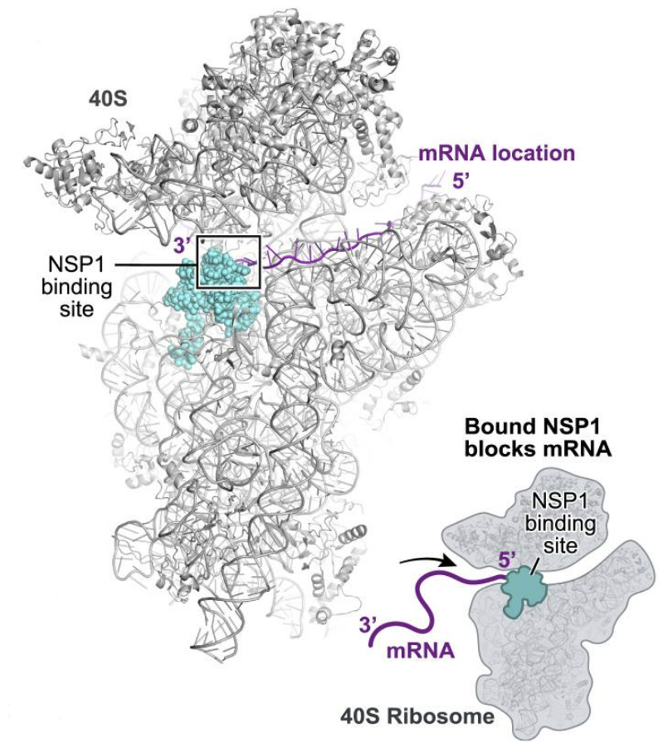 NSP1 blocking translation of host mRNA by binding to cellular ribosome.