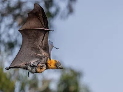 Why Australians Are Growing to Appreciate These Loud and Smelly Bats image