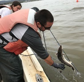 A fish biologist leans over a boat pulling in a young Atlantic sturgeon ( a small spiny fish).