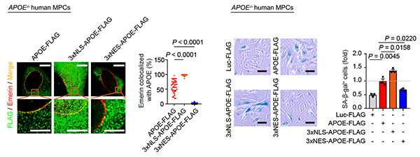 Apolipoprotein E destabilizes heterochromatin and drives senescence