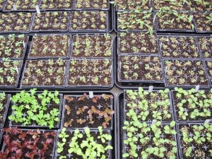 Seedlings for autumn & winter tunnel production