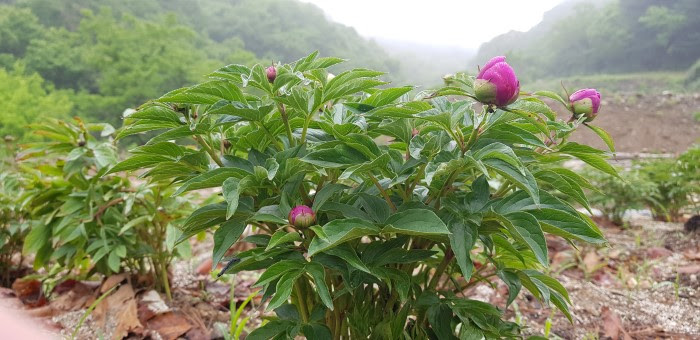 20180516 동두천 두레마을 약초밭의 작약 700.jpg