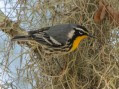 11 Santee Coastal Reserve - Yellow-throated Warbler