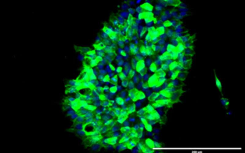 Rapidly correcting inherited gene alterations