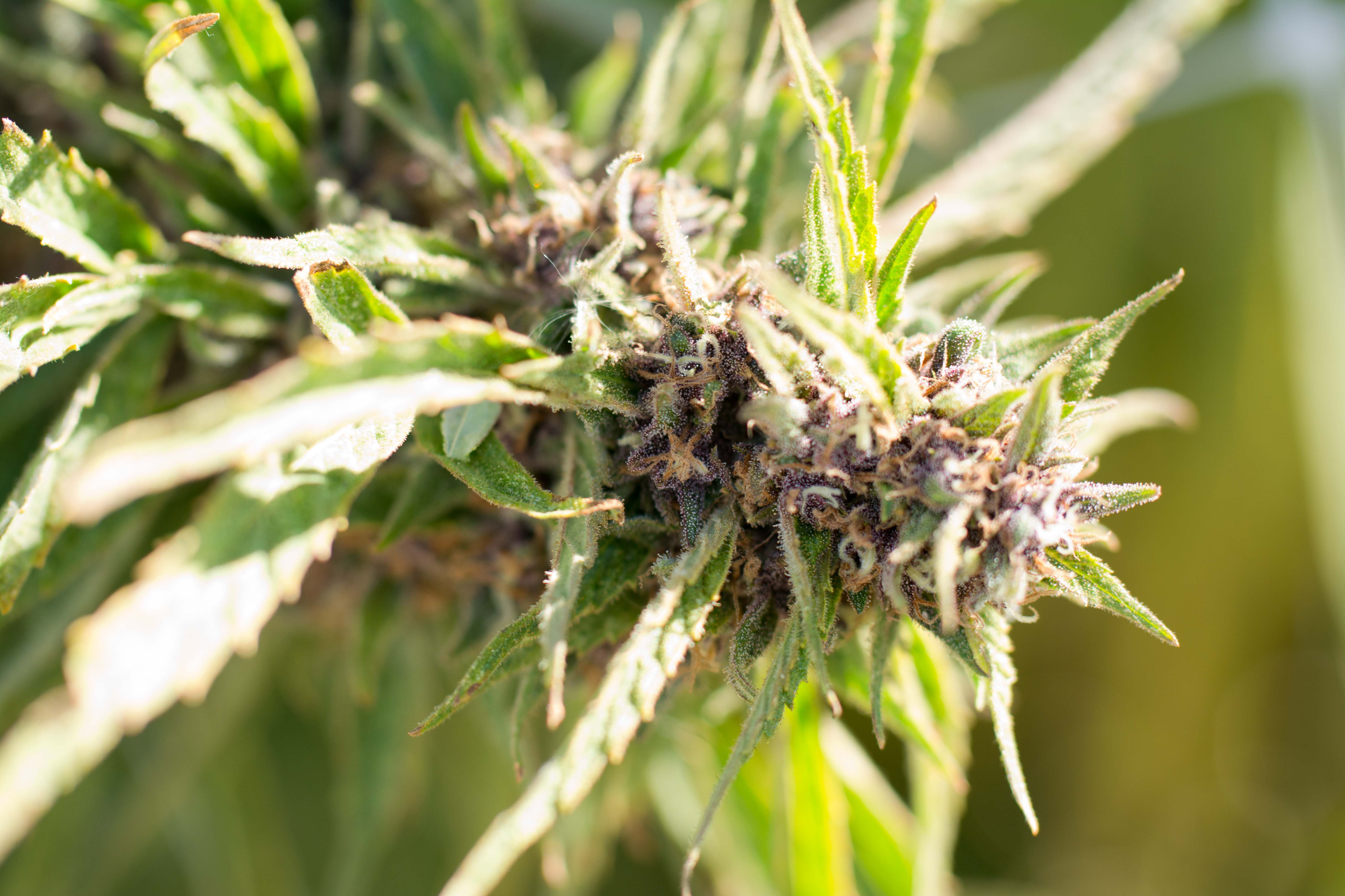 Cannabis bud at a regulated farm.