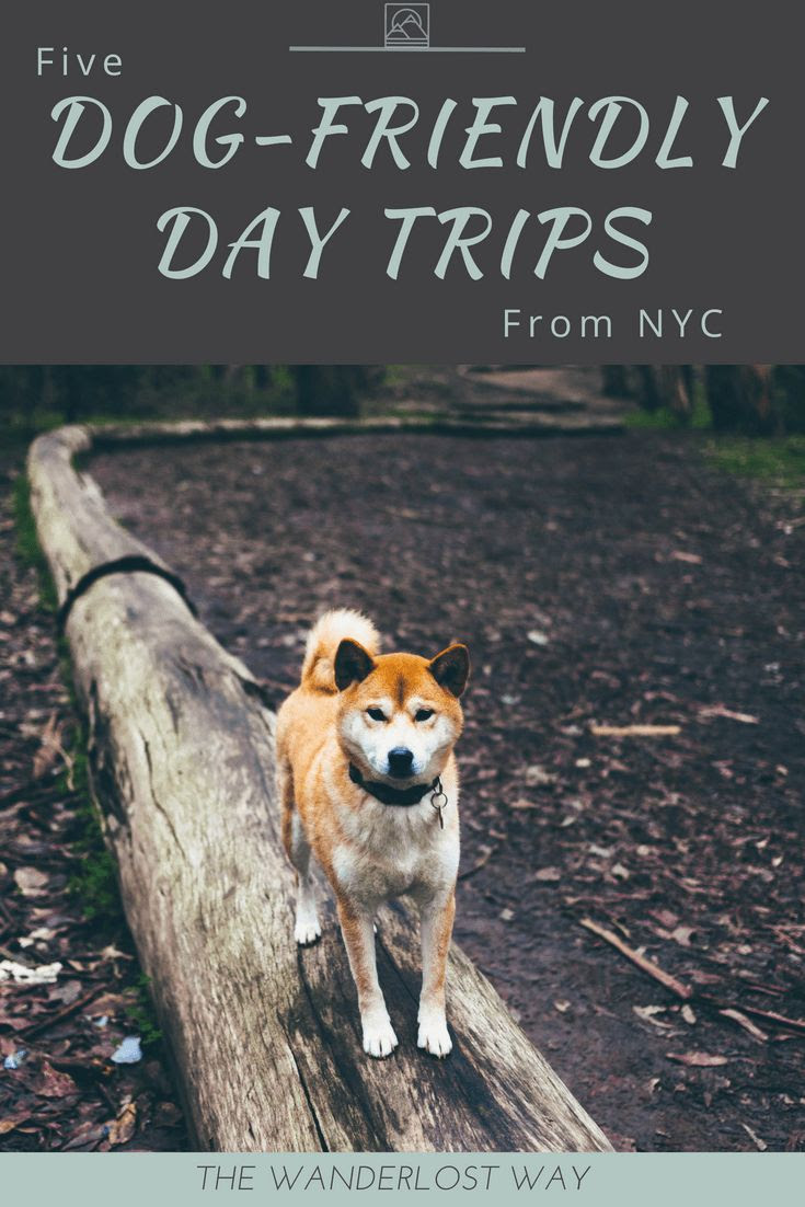 Five DogFriendly Day Trips from New York City Dog Travel Ideas Dog