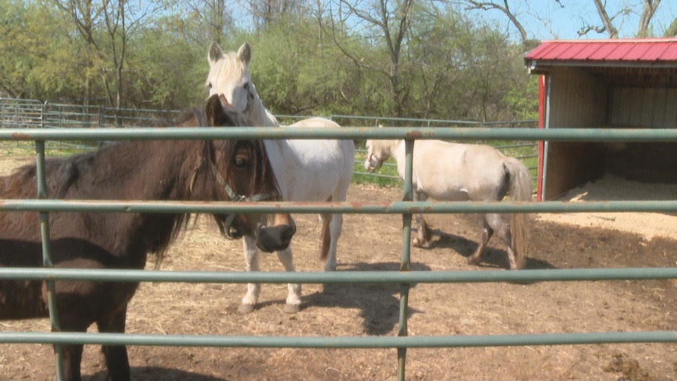  Emaciated ponies rescued from Berkley horse farm