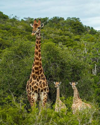 Giraffe-with-6-babies