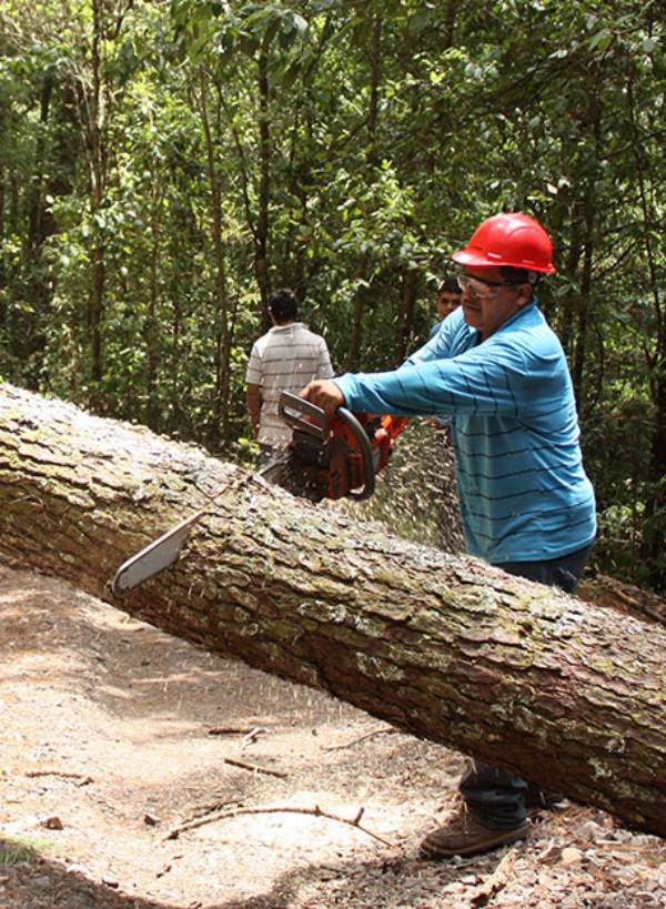 Ecólogos de reputación mundial exigen un cambio radical en el manejo forestal