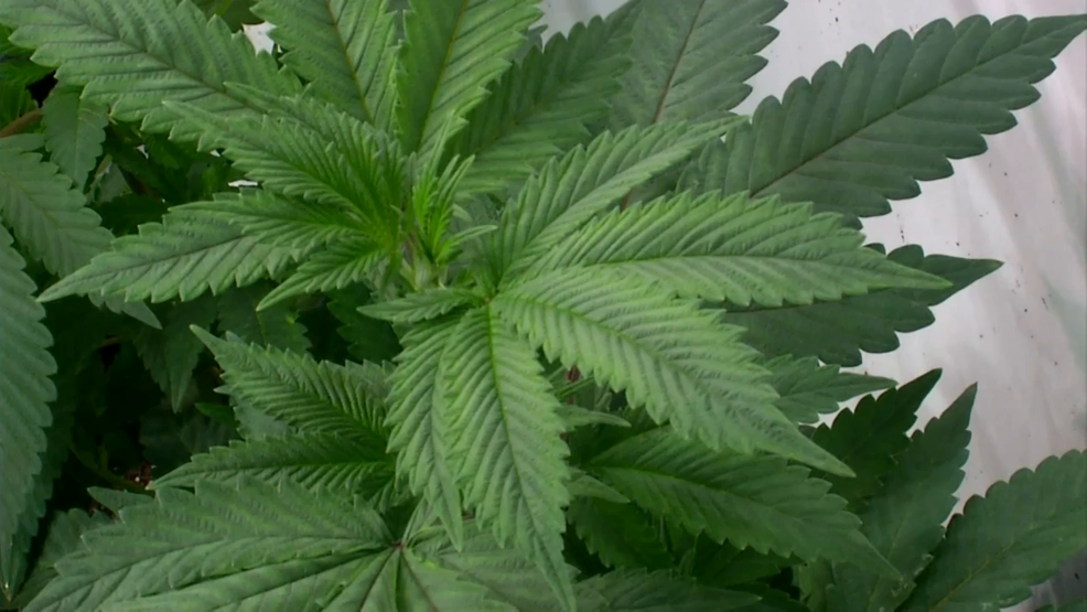  Consumer Alert: Marijuana dispensary scams reportedly on the rise