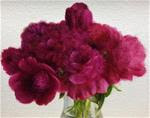 Fuchsia Peonies - Posted on Tuesday, December 2, 2014 by Jonathan Aller