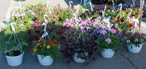 There are lots of hanging baskets for sale.