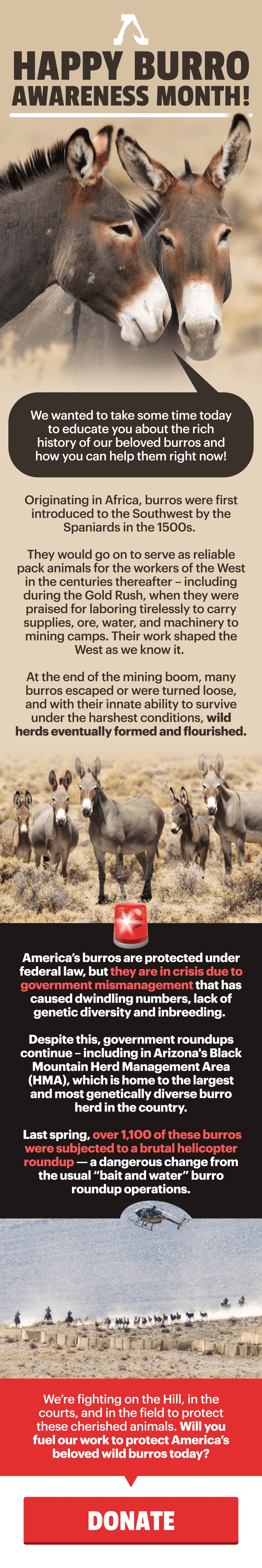 Happy Burro Awareness Month!  We wanted to take some time today to educate you about the rich history of our beloved burros and how you can help them right now!  Originating in Africa, burros were first introduced to the Southwest by the Spaniards in the 1500s.   They would go on to serve as reliable pack animals for the workers of the West in the centuries thereafter – including during the Gold Rush, when they were praised for laboring tirelessly to carry supplies, ore, water, and machinery to mining camps. Their work shaped the West as we know it.   At the end of the mining boom, many burros escaped or were turned loose, and with their innate ability to survive under the harshest conditions, wild herds eventually formed and flourished.  America’s burros are protected under federal law, but they are in crisis due to government mismanagement that has caused dwindling numbers, lack of genetic diversity and inbreeding.   Despite this, government roundups continue – including in Arizona's Black Mountain Herd Management Area (HMA), which is home to the largest and most genetically diverse burro herd in the country. Last spring, over 1,100 of these burros were subjected to a brutal helicopter roundup — a dangerous change from the usual “bait and water” burro roundup operations.  We’re fighting on the Hill, in the courts, and in the field to protect these cherished animals. Will you fuel our work to protect America’s beloved wild burros today?  [[DONATE]]