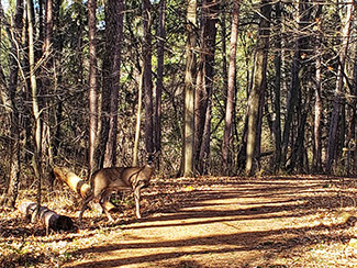 A white-tailed deer is ready to cross a road at a Lansing park.