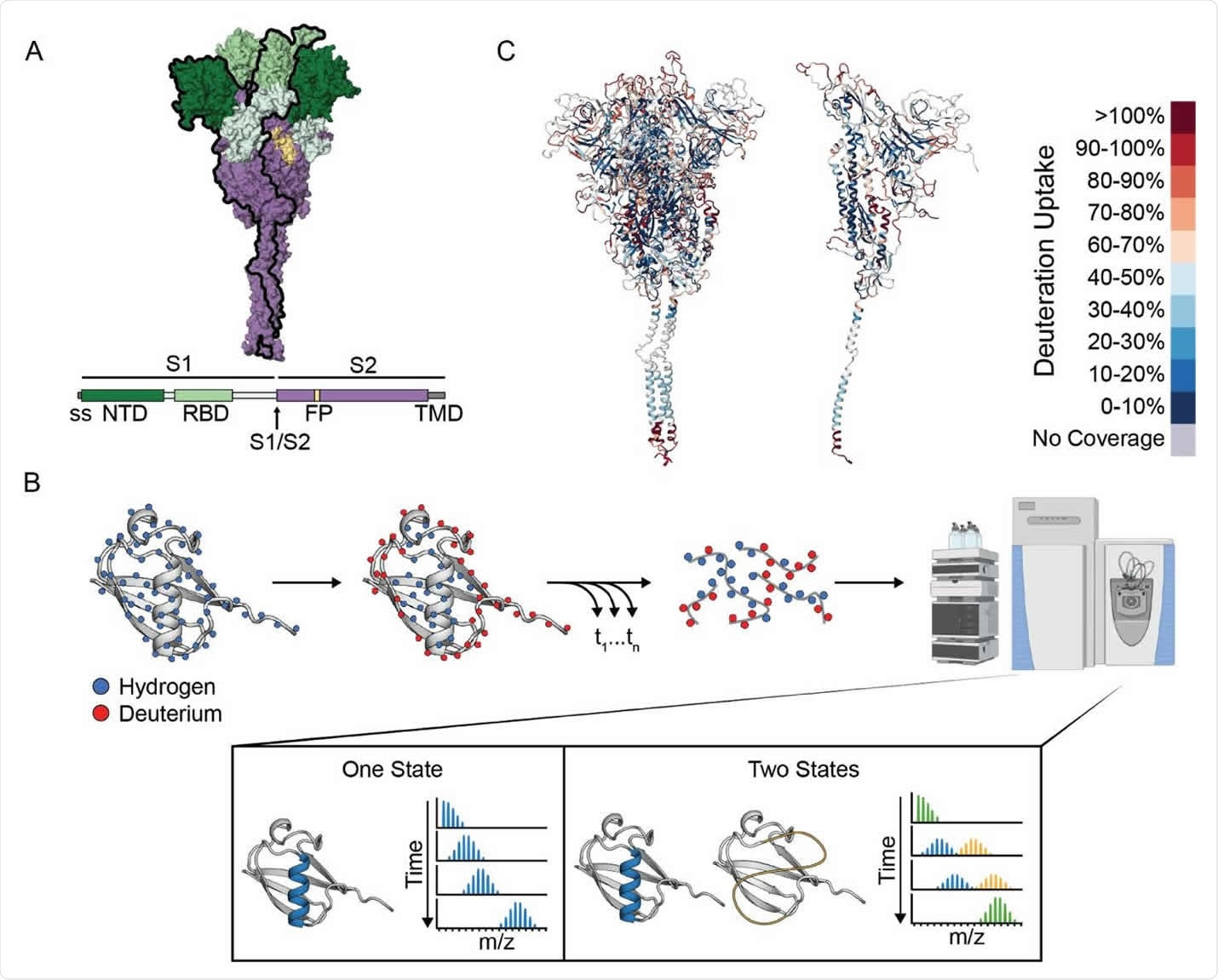 Hydrogen-Deuterium Exchange monitored by mass spectrometry (HDXMS) on the SARS-CoV-2 Spike ectodomain. (A) Schematic of the prefusion-stabilized SARS-CoV-2 spike protein and a model of the trimeric prefusion conformation (24). (B) Schematic of HDX-MS experiment and the resulting mass distributions for a peptide that exists in either one (left) or two (right) separable conformations. In order for the two conformations to result in a bimodal mass distribution, they must not interconvert during the timescale of the HDX experiment (hours). Rapid interconversion would result in a single mass distribution with the ensemble averaged mass profile. (C) Schematic representation of the deuterium uptake across the entire spike protein displayed on the full trimer (left) or a single protomer (right) after 1 minute of exchange.