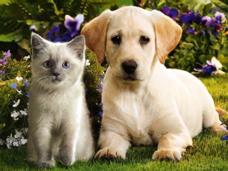 cat and dog20