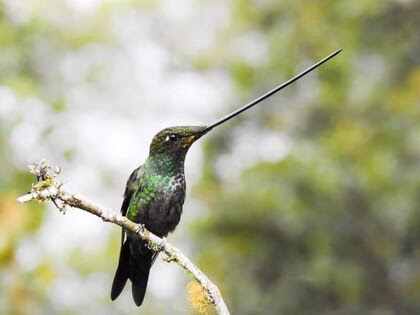 Hummingbird-Sword-billed-2