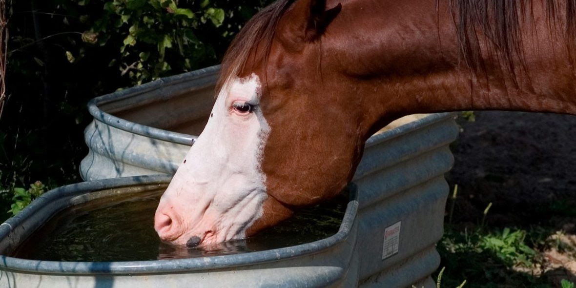 Stock photo horse drinking from a trough
