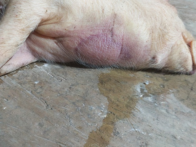 Nghệ An: Lợn giống bị nhiễm tai xanh, mua về chết đồng loạt - Ảnh 2.