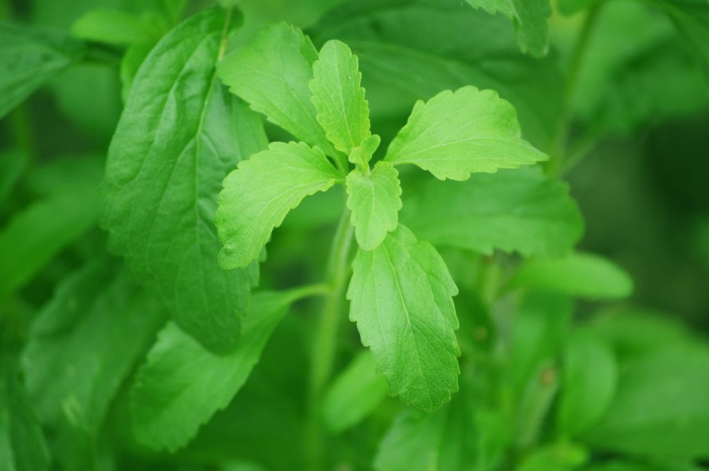 The Sweet Stevia Conspiracy Stevia-74187_1280-1024x681
