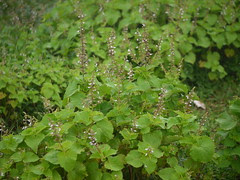 Heart-leaved Mintleaf