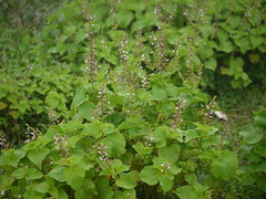 Heart-leaved Mintleaf