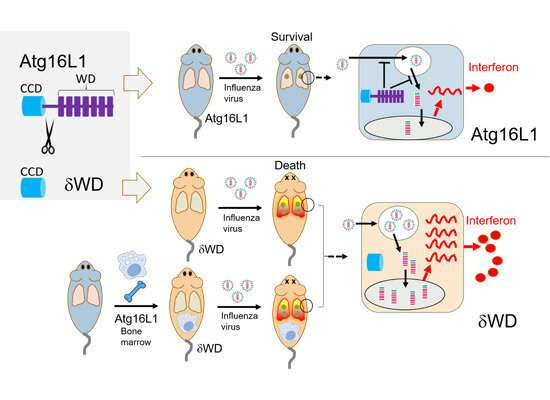 New defense against viral lung infections discovered