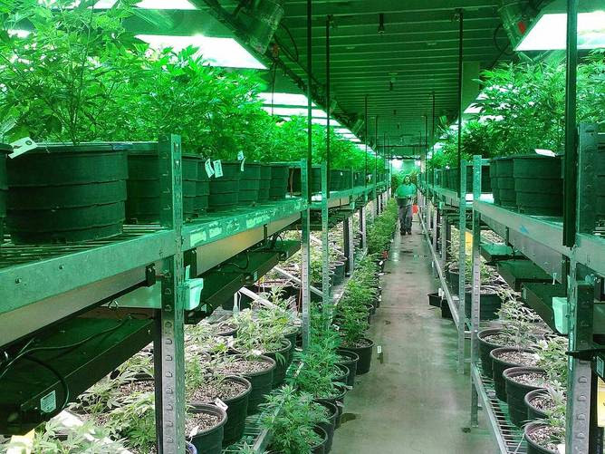 Marijuana farm 