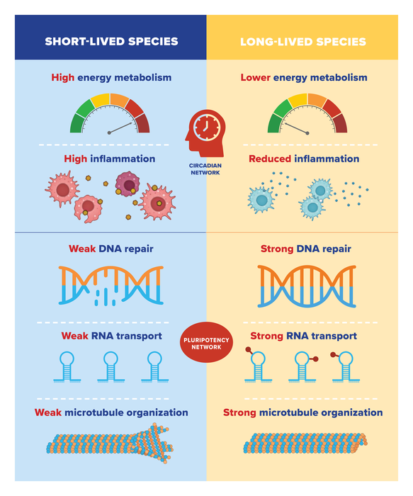 Genetic Characteristics of Short-Lived and Long-Lived Species