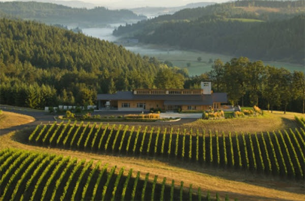 Vineyard in Willamette Valley, Oregon