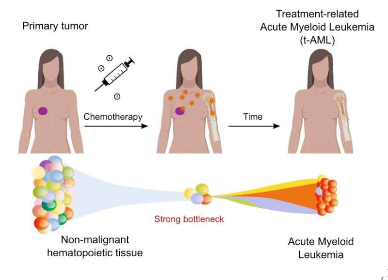 Scientists reveal how the impact of chemotherapy on healthy cells affects the development of blood cells