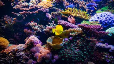 Ocean Coral Reef