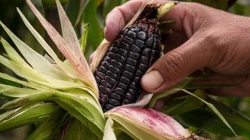 Perú exportó maíz morado por US$ 1.6 millones en 2021