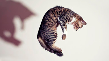 Síndrome del gato paracaidista: cómo evitarlo