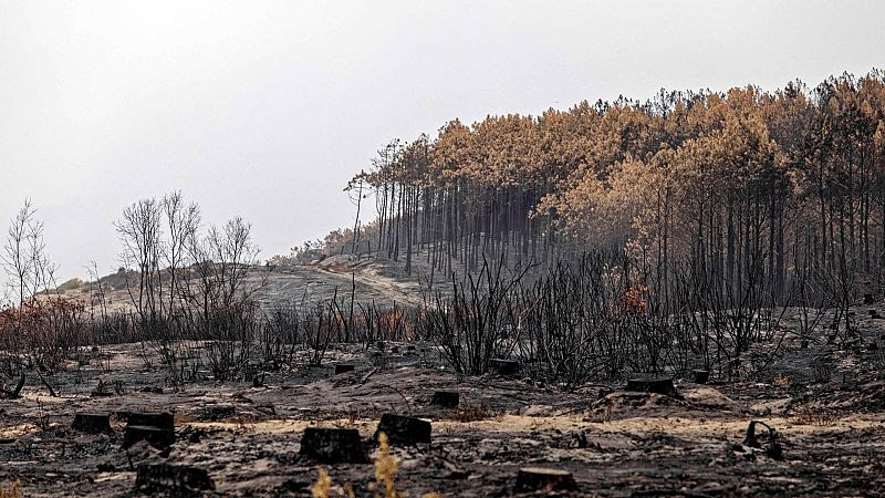 Ancient trees that survived French wildfires are now being felled due to bug infestation 800x450_cmsv2_fbf6dd6b-4bca-5766-b63b-e8ef3ac3be38-7998374