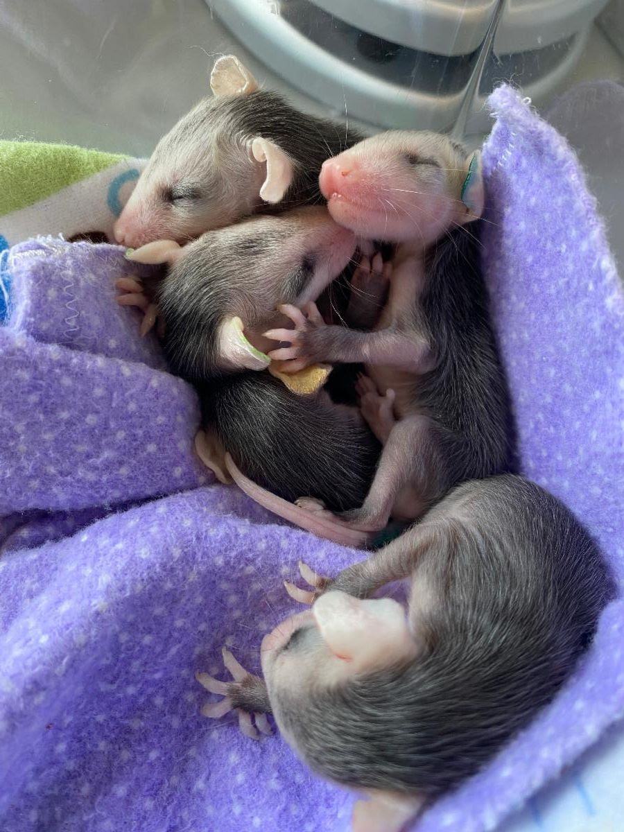 Baby opossums snuggled together