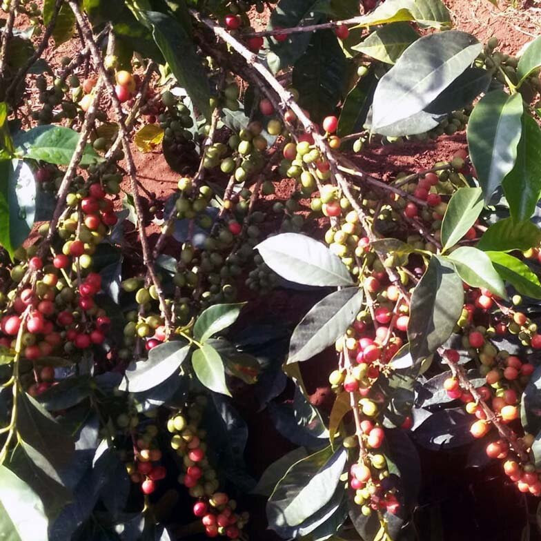 Mt Kenya kenyan coffee cherries growing on the tree some ripe red and some unripe green lovely.jpg