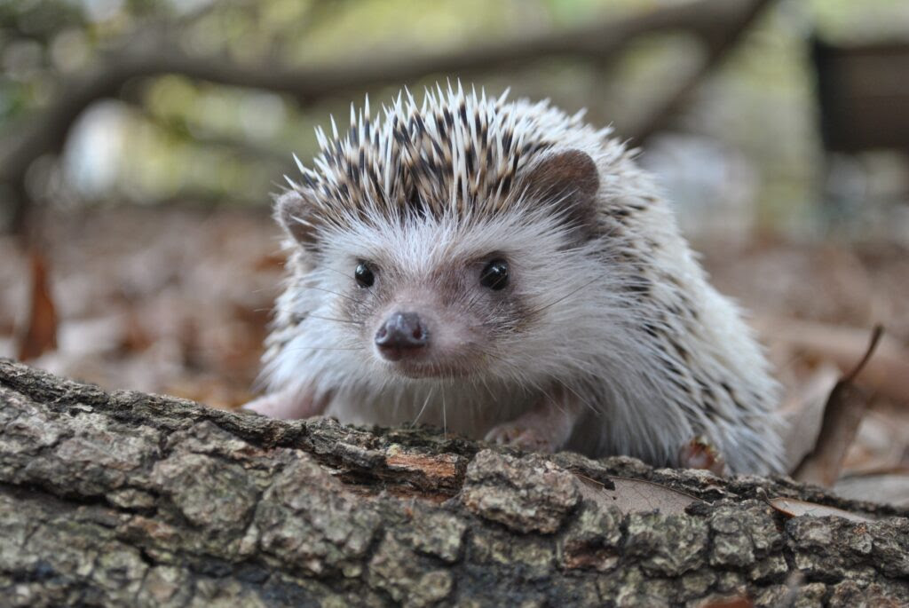 Un hérisson dans mon jardin