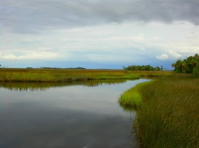Estuarine Habitat