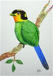 Long-Tailed Broadbill - Posted on Monday, February 9, 2015 by Ketki Fadnis