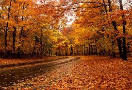 Image result for fall with maple leaf in canada