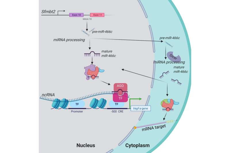 Novel nuclear microRNA is being developed for the treatment of cardiovascular disease