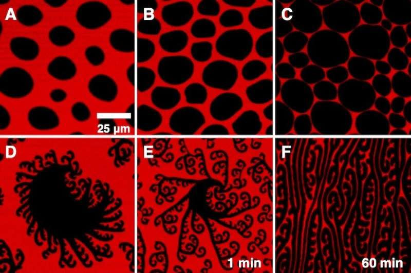 Study discovers molecular properties of lung surfactants that could lead to better treatments for respiratory illnesses