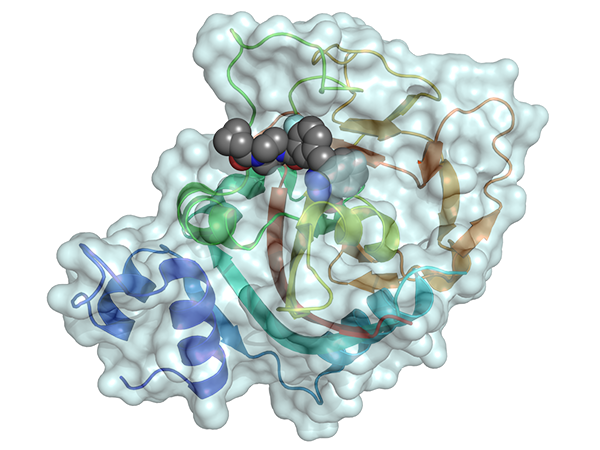   Model of the drug olaparib binding to part of the PARP1 enzyme in a cancer cell, preventing the enzyme from repairing damaged DNA. Credit: Dawicki-McKenna JM, Molecular Cell 2015. doi:10.1016/j.molcel.2015.10.013