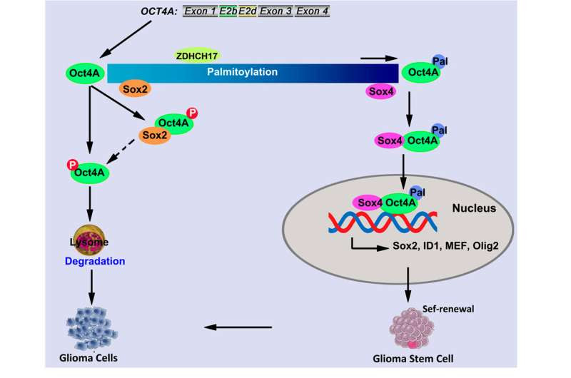 Key factor found in tumorigenicity of glioma stem cells