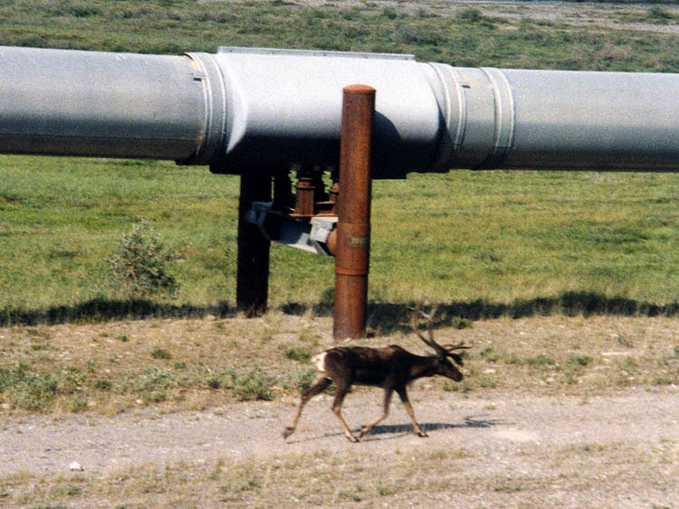 File:Alaska Pipeline and caribou.jpg