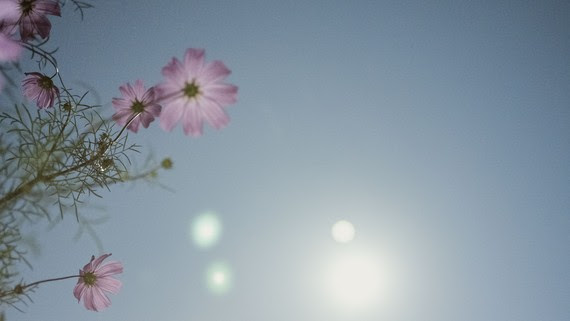 Picture of a flower against the sun