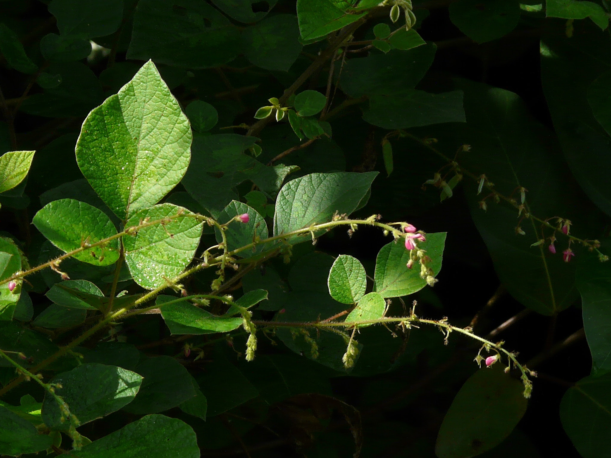 Pseudarthria viscida (L.) Wight & Arn.