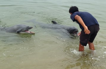 《今年初開催》浅瀬でイルカ餌やり体験